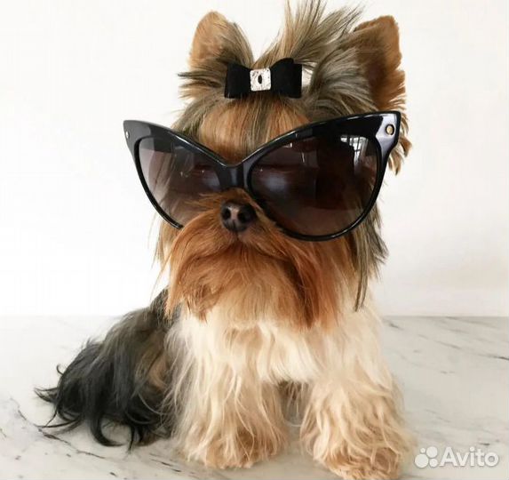 Стрижки собак