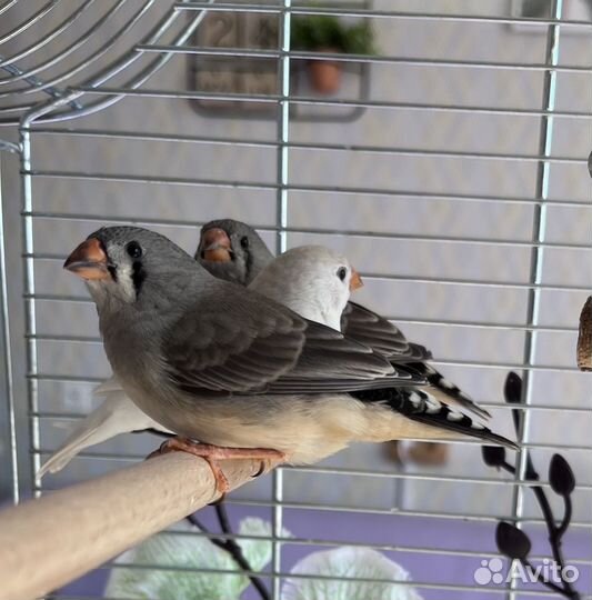 Зебровые Амадины птенцы