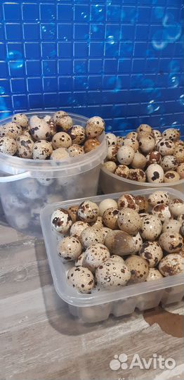 Яйца перепелиные для ваших кошек,собак и т.д
