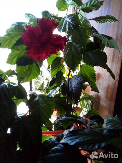 Гибискус китайская роза