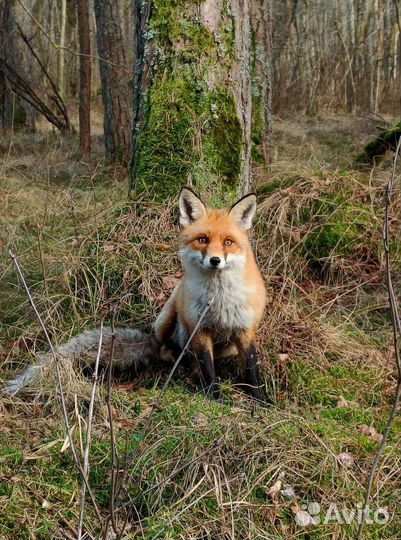 Индивидуальные экскурсии на Куршскую косу
