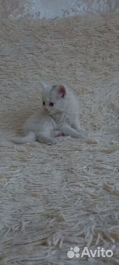 Котёнок, кошка