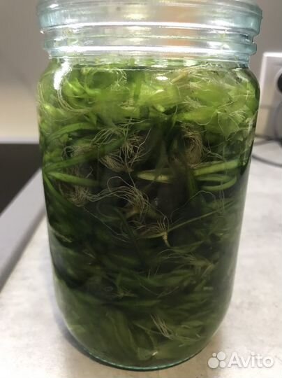 Аквариумное растение прополка