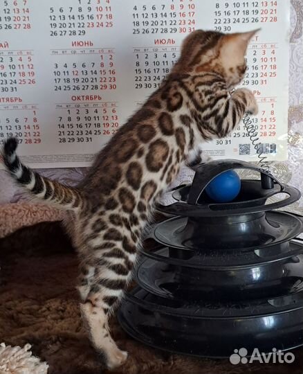 Бенгальские котята девочки