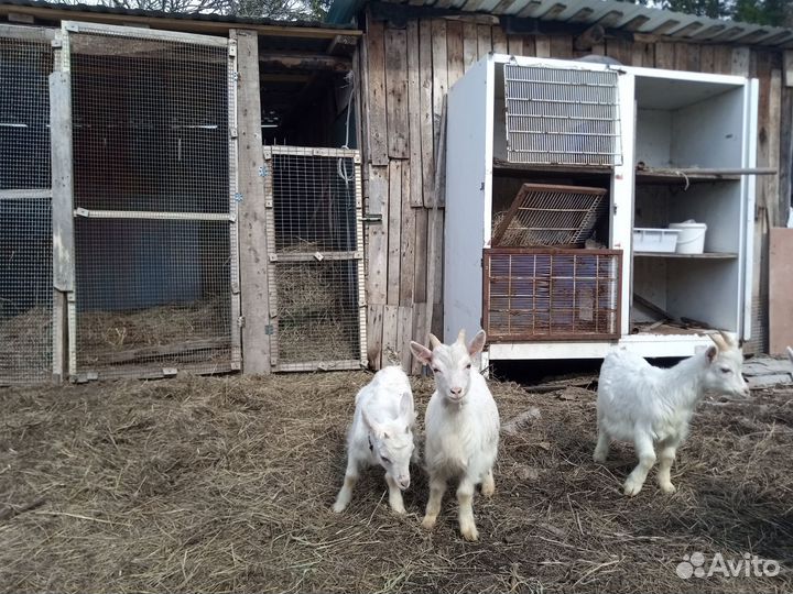 Козы козлята