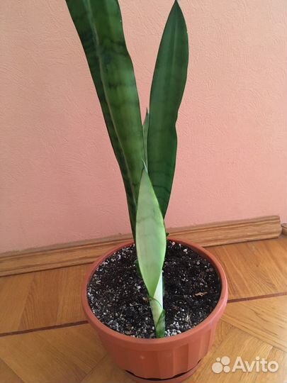 Сансевиерии разные