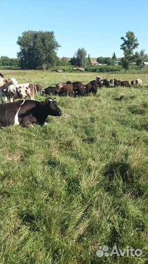 Коровы телята овцы