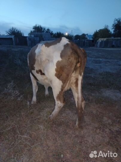 Стельная молочная корова