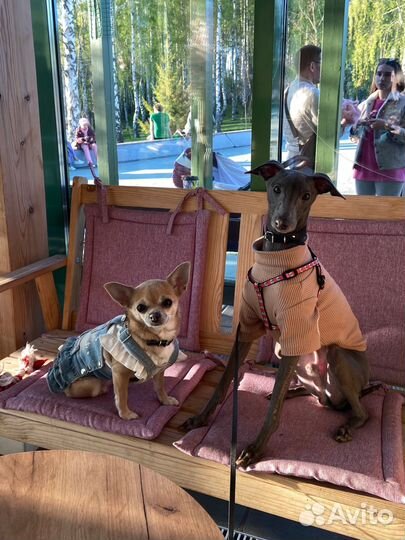 Требуется передержка собак (Чихуахуа и Левретка)