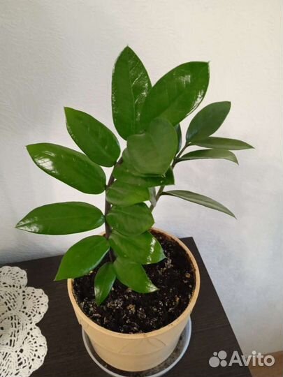 Замиокулькас (долларовое дерево)