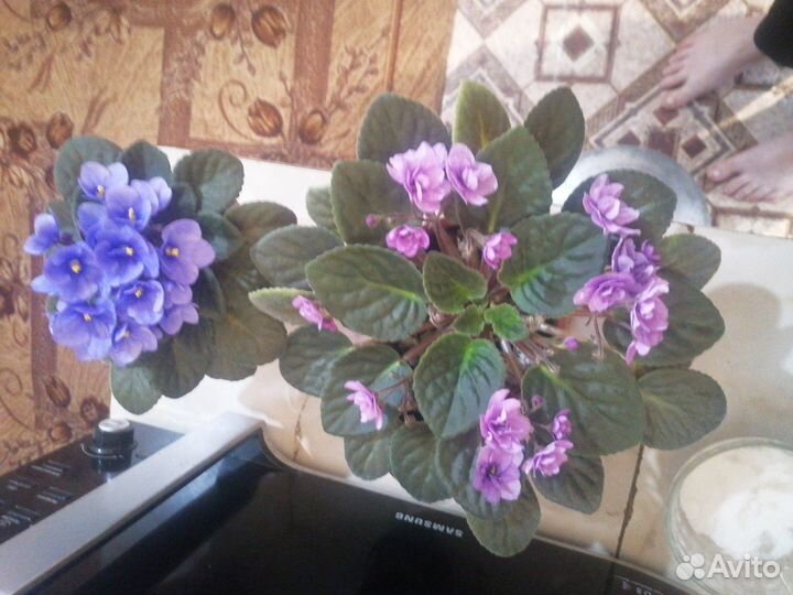 Продам фиалки