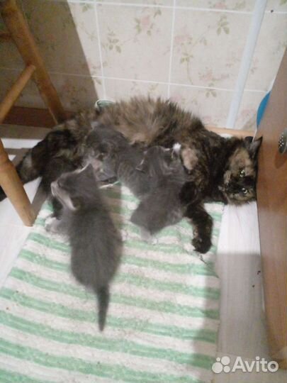 4 кошечки хотят попасть в ваш дом