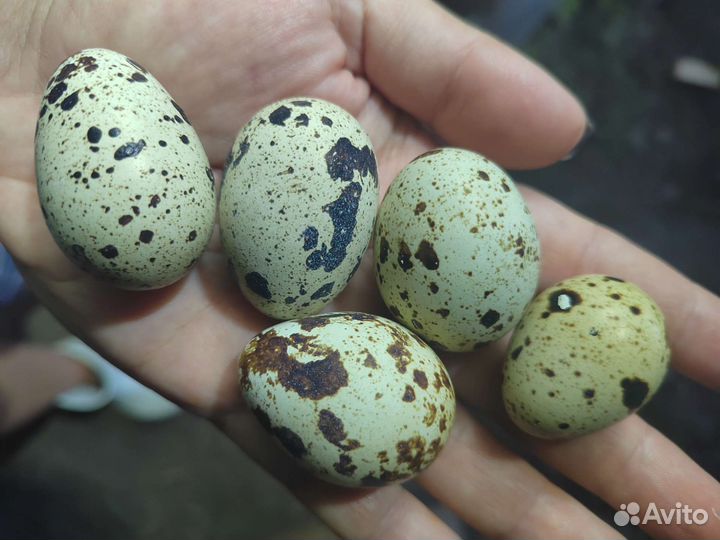 Яйца перепелиные с доставкой