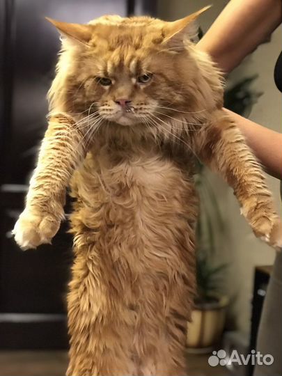 Кот мейн-кун вязка
