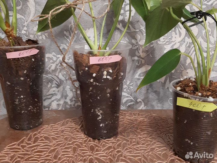 Антуриум Экзота