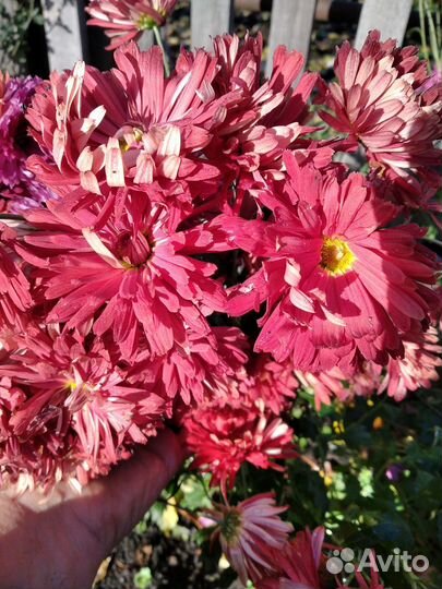 Хризантемы