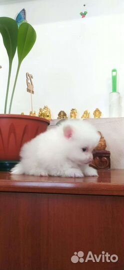 С Р О Ч Н О мини девочка померанского шпица