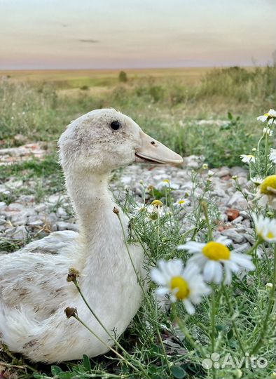Утки бройлерные черри велли