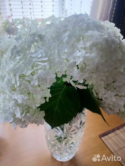 Букет Гортензия