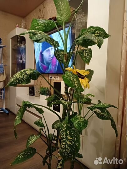 Диффенбахия