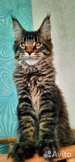 Мейн-кун Енот