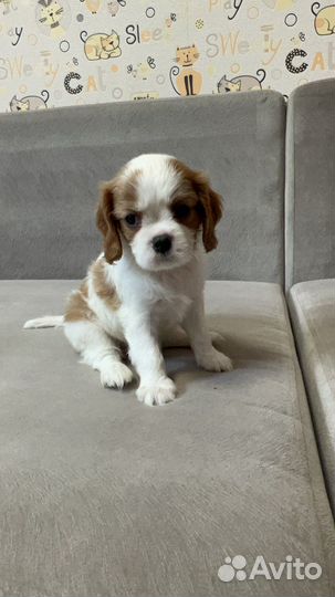 Кавалер Кинг чарльз спаниель