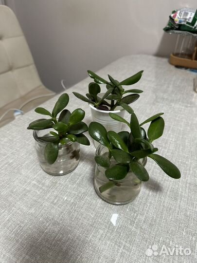 Толстянка или Денежное дерево