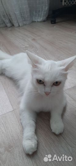 Найдена кошка