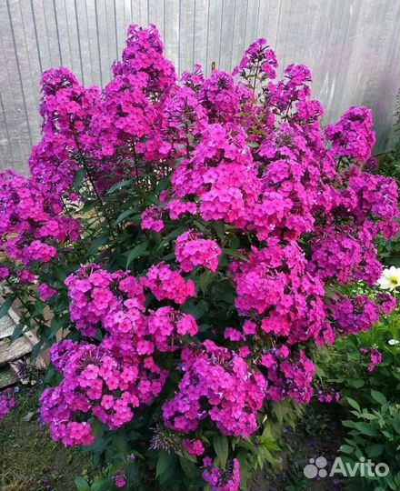 Флоксы метельчатые розовые