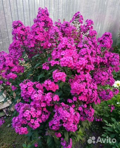 Флоксы метельчатые розовые