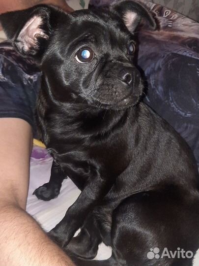 Найдена собака