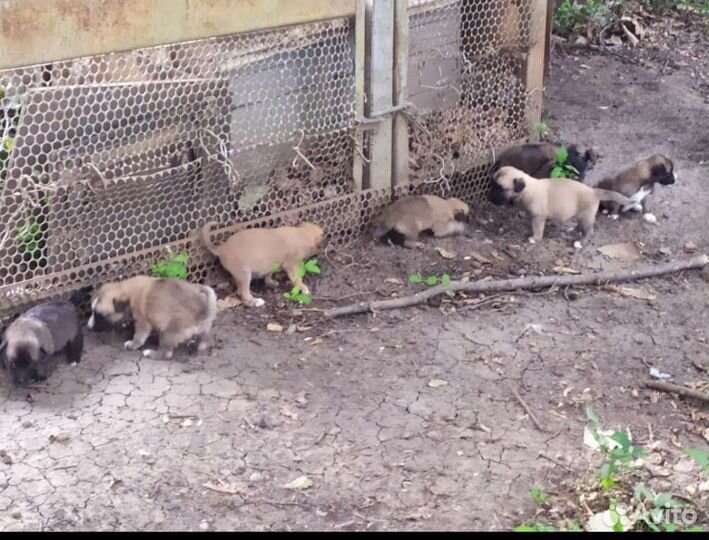 Подарю щенков