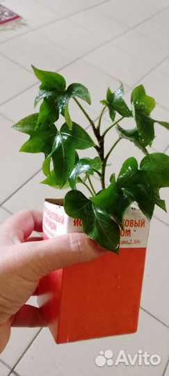 Фатсхедера