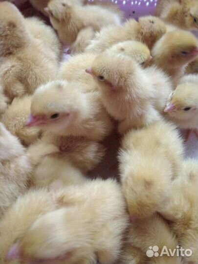 Перепелята суточные 2хнедельные яйцо инкубационное