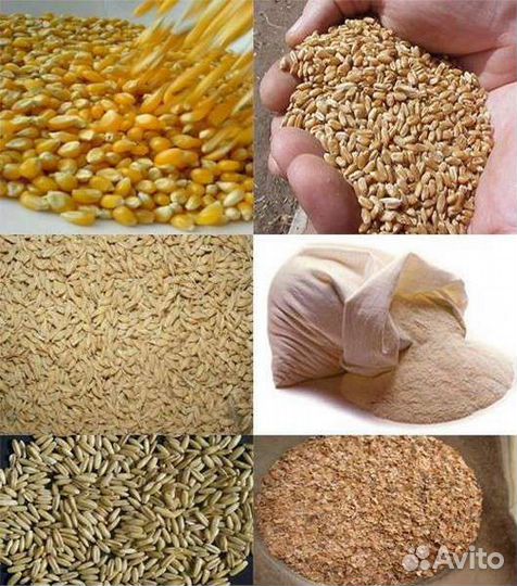 Кукуруза пшеница ячмень, ракушка,дробленка,гречка