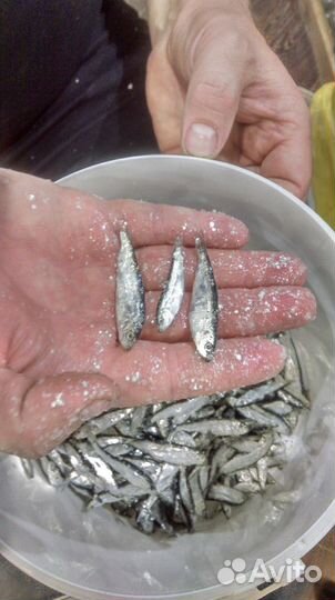 Мороженная тюлька для рыбалки