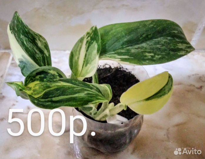 Хойя триколор, филодендрон