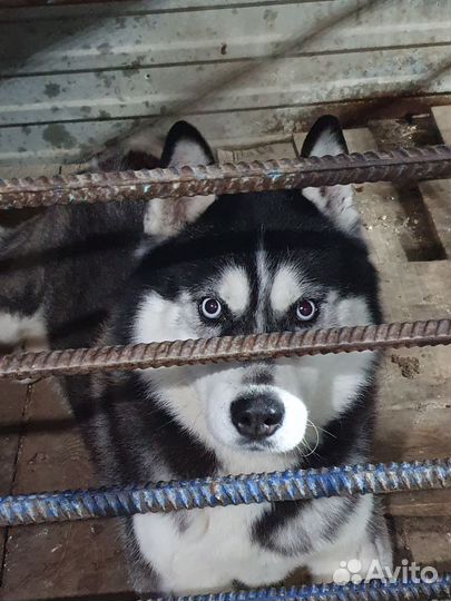 Сибирский хаски