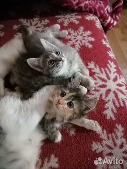 Котята в добрые руки