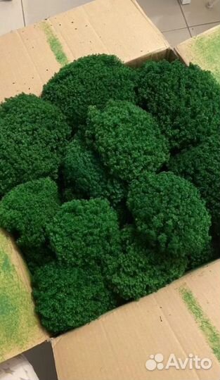 Стабилизированный мох производство премиум