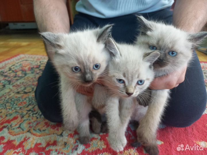 Кошечка и кот
