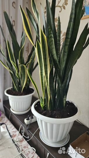 Сансевиерия/Щучий хвост