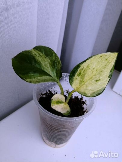 Эпипремнум хэппи лиф