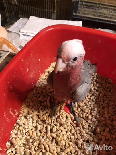 Розовые какаду