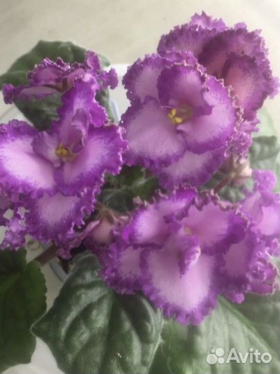 Детки сортовых фиалок