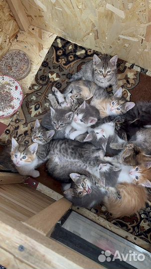 Котята мальчики