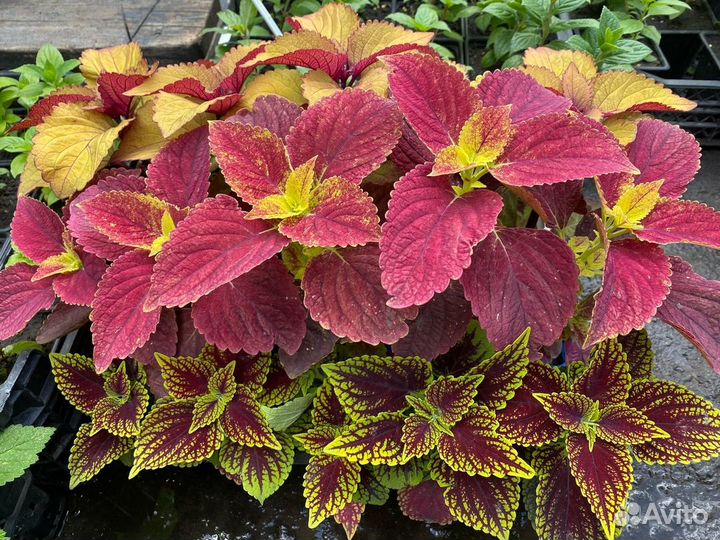 Колеусы в ассортименте