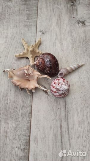 Коралл балянус морские ракушки