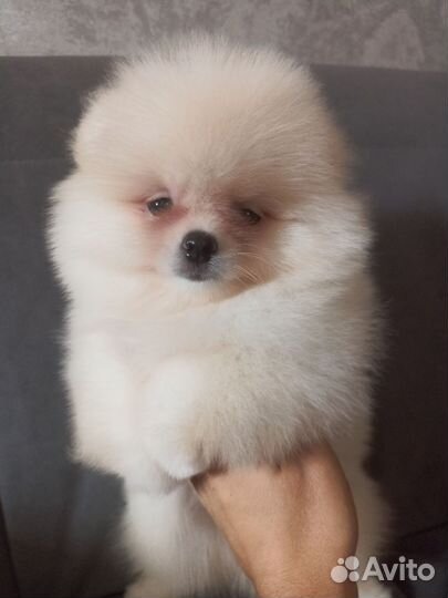 Шпиц девочка