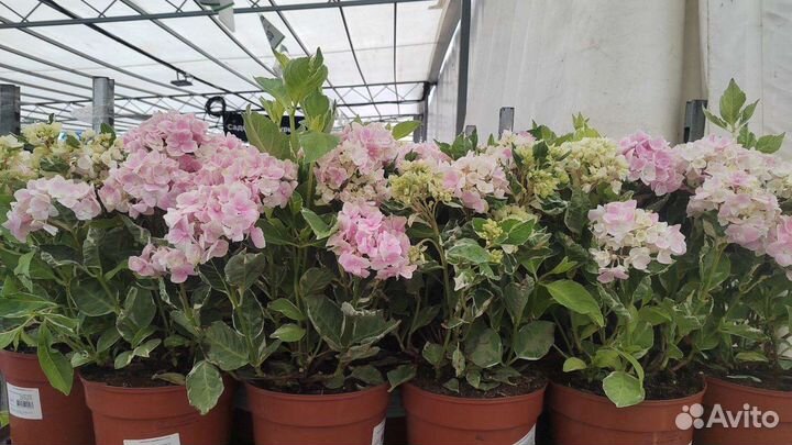 Гортензия крупнолистная